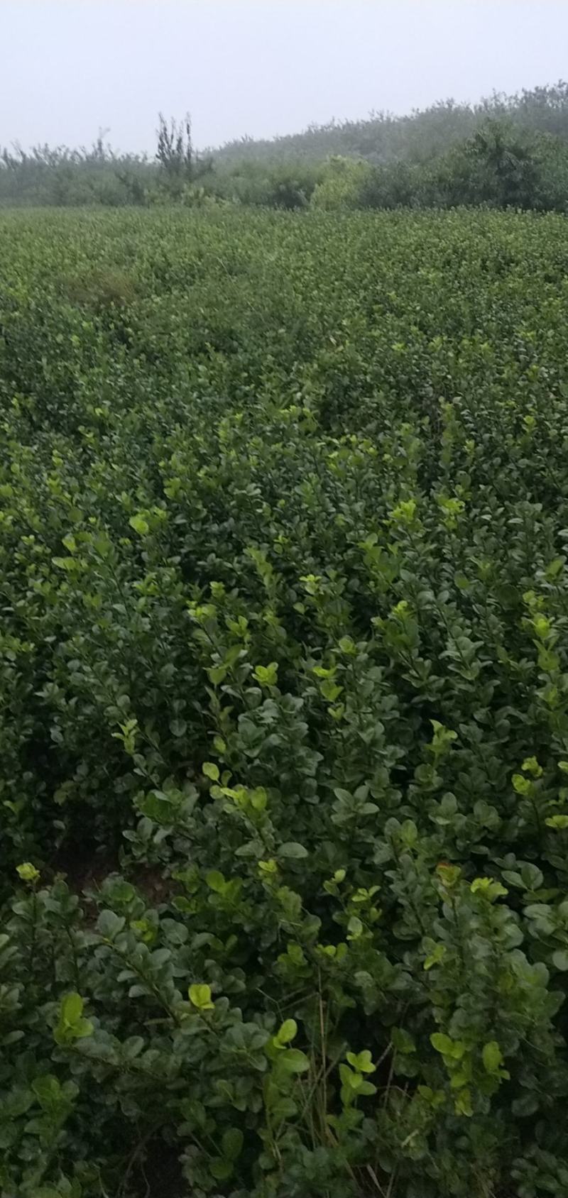 卫矛装车本基地常年出售卫矛，各种规格齐全，土球裸根都可以