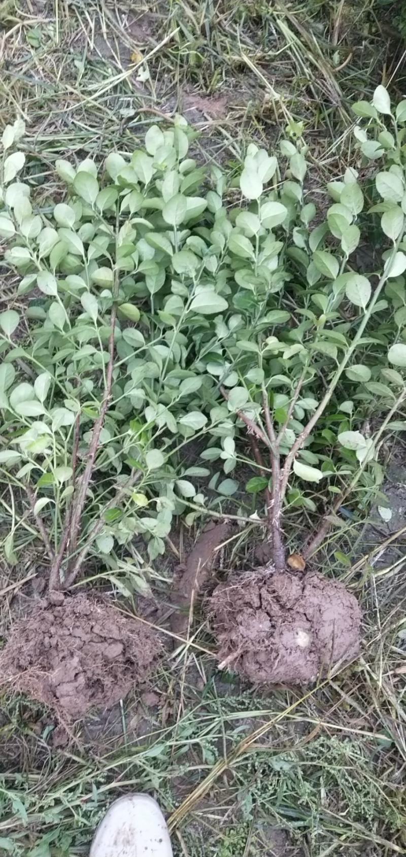 卫矛装车本基地常年出售卫矛，各种规格齐全，土球裸根都可以