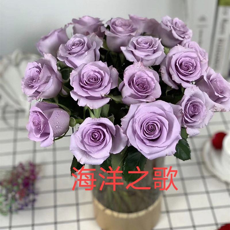 50棵顺丰包邮云南昆明斗南各色系玫瑰苗裸根扦插苗月季种苗