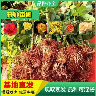 50棵顺丰包邮云南昆明斗南各色系玫瑰苗裸根扦插苗月季种苗