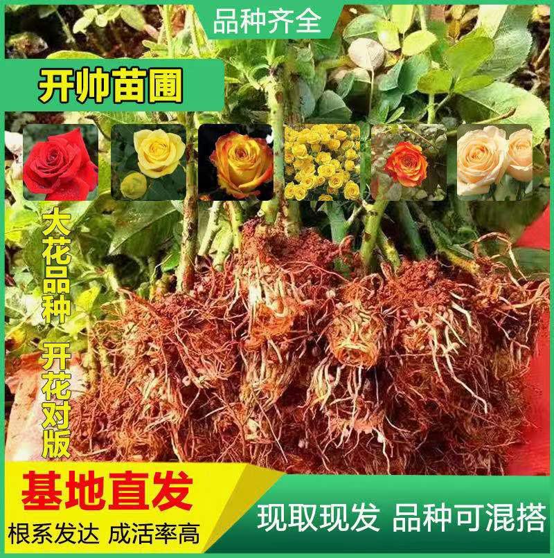 50棵顺丰包邮云南昆明斗南各色系玫瑰苗裸根扦插苗月季种苗