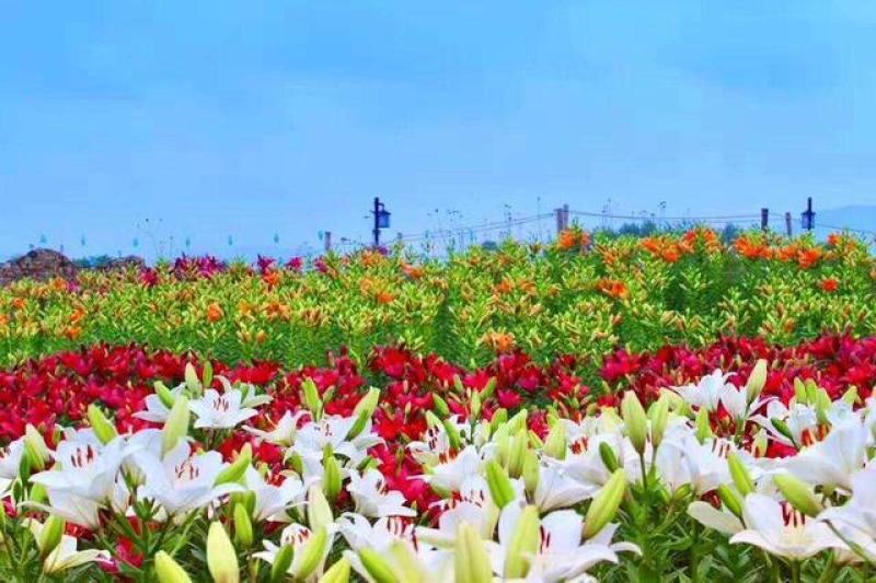 【推荐】百合种球多年生花卉籽球花海观赏绿化量大优惠