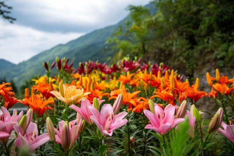【推荐】百合种球多年生花卉籽球花海观赏绿化量大优惠