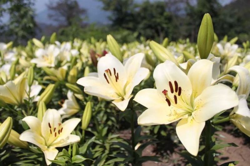 【推荐】百合种球多年生花卉籽球花海观赏绿化量大优惠