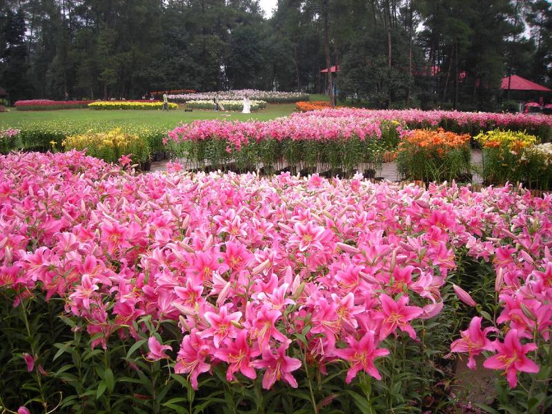 【推荐】百合种球多年生花卉籽球花海观赏绿化量大优惠