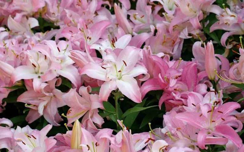 【推荐】百合种球多年生花卉籽球花海观赏绿化量大优惠