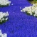 风信子种球水培土培花卉庭院阳台打造花海量大优惠