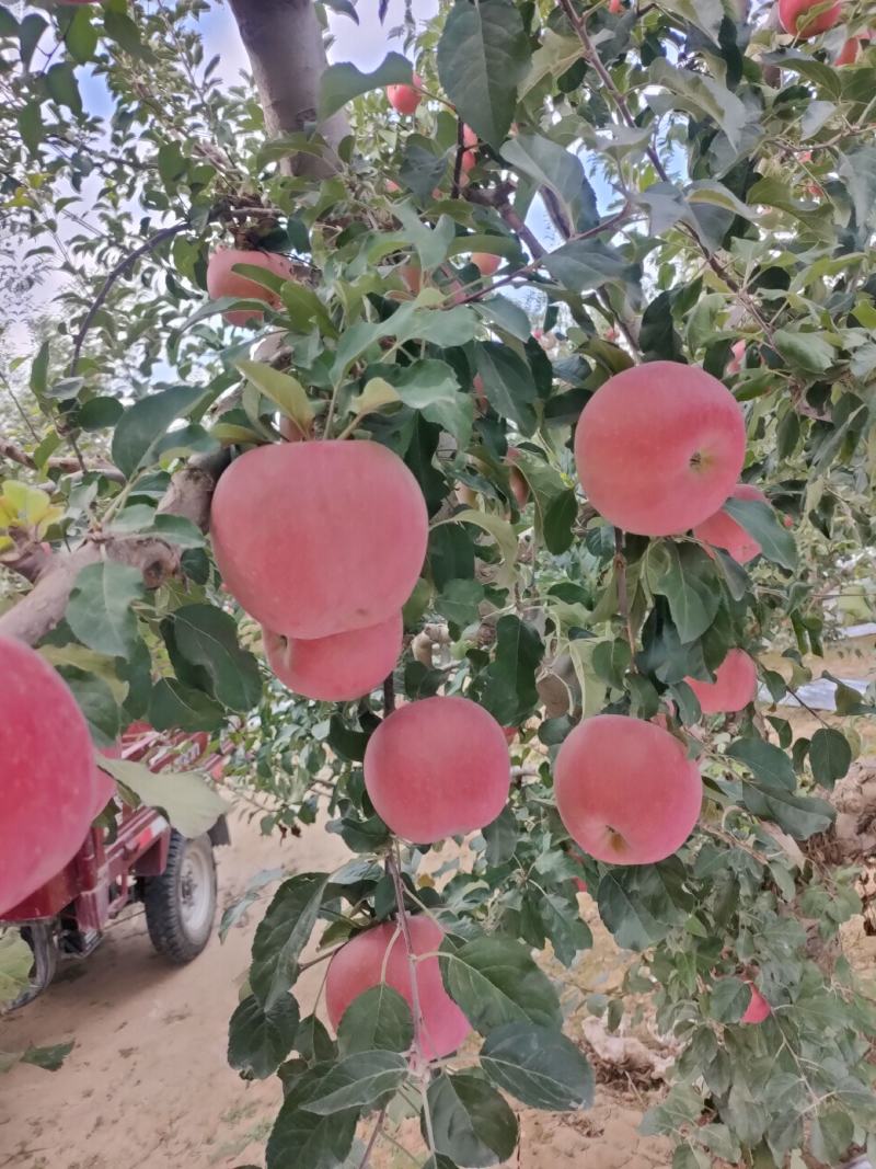 大量供应冰糖心红富士苹果