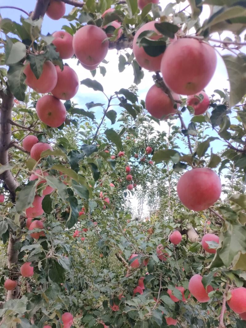 大量供应冰糖心红富士苹果