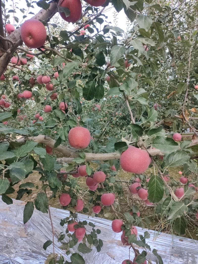 大量供应冰糖心红富士苹果