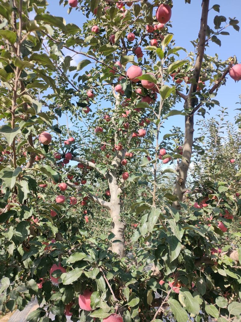 大量供应冰糖心红富士苹果