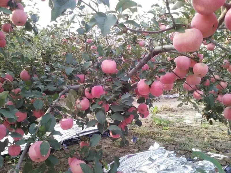 富士苹果大量上市中，有需求的客户联系我！