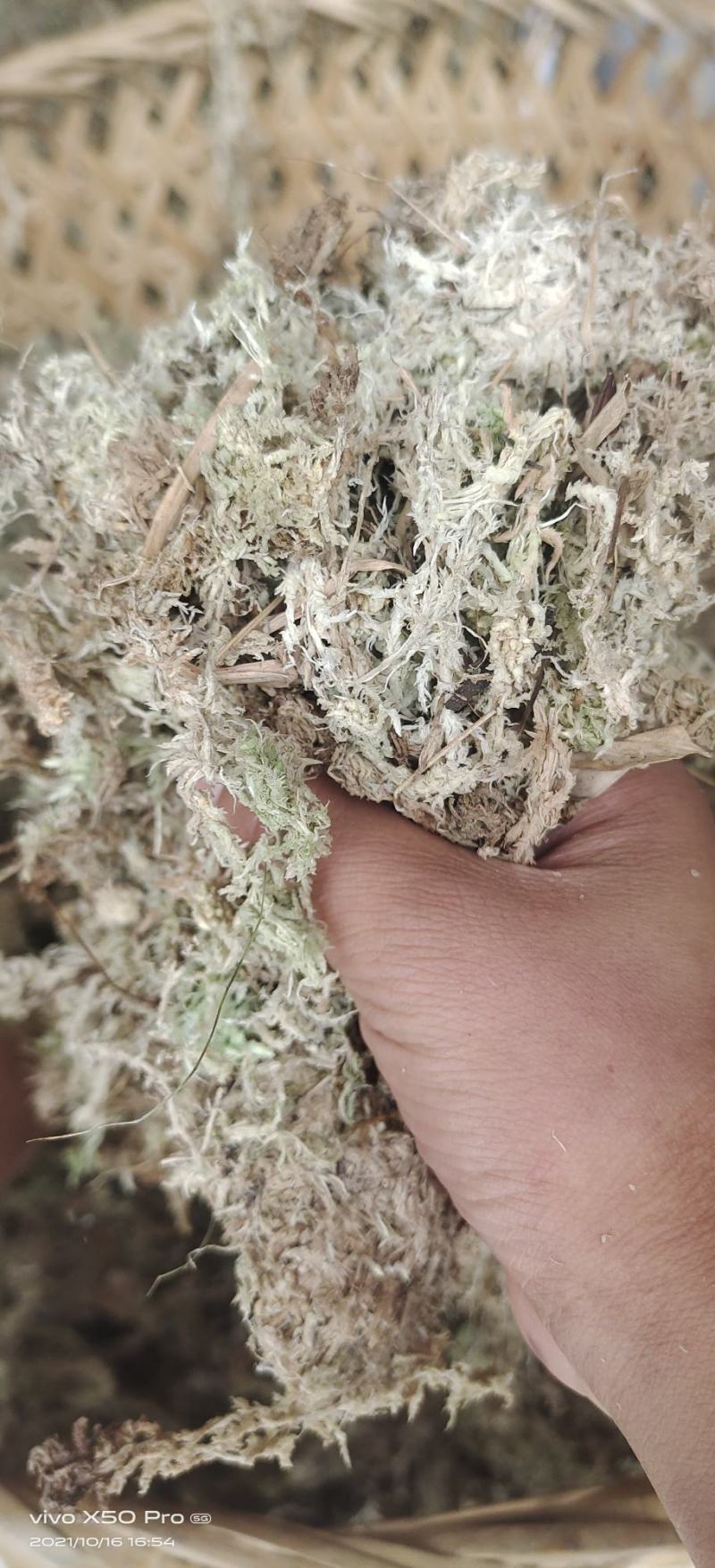海花（水苔）