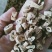 白鲜皮，正品野生水洗白鲜皮质量保证，欢迎咨询选购！