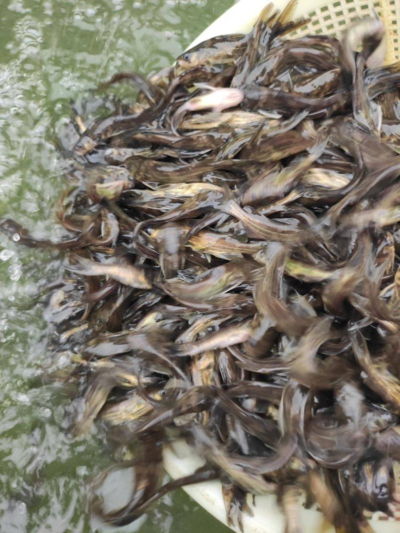 水产黄骨鱼养殖高密度高产量价格优惠质量保证