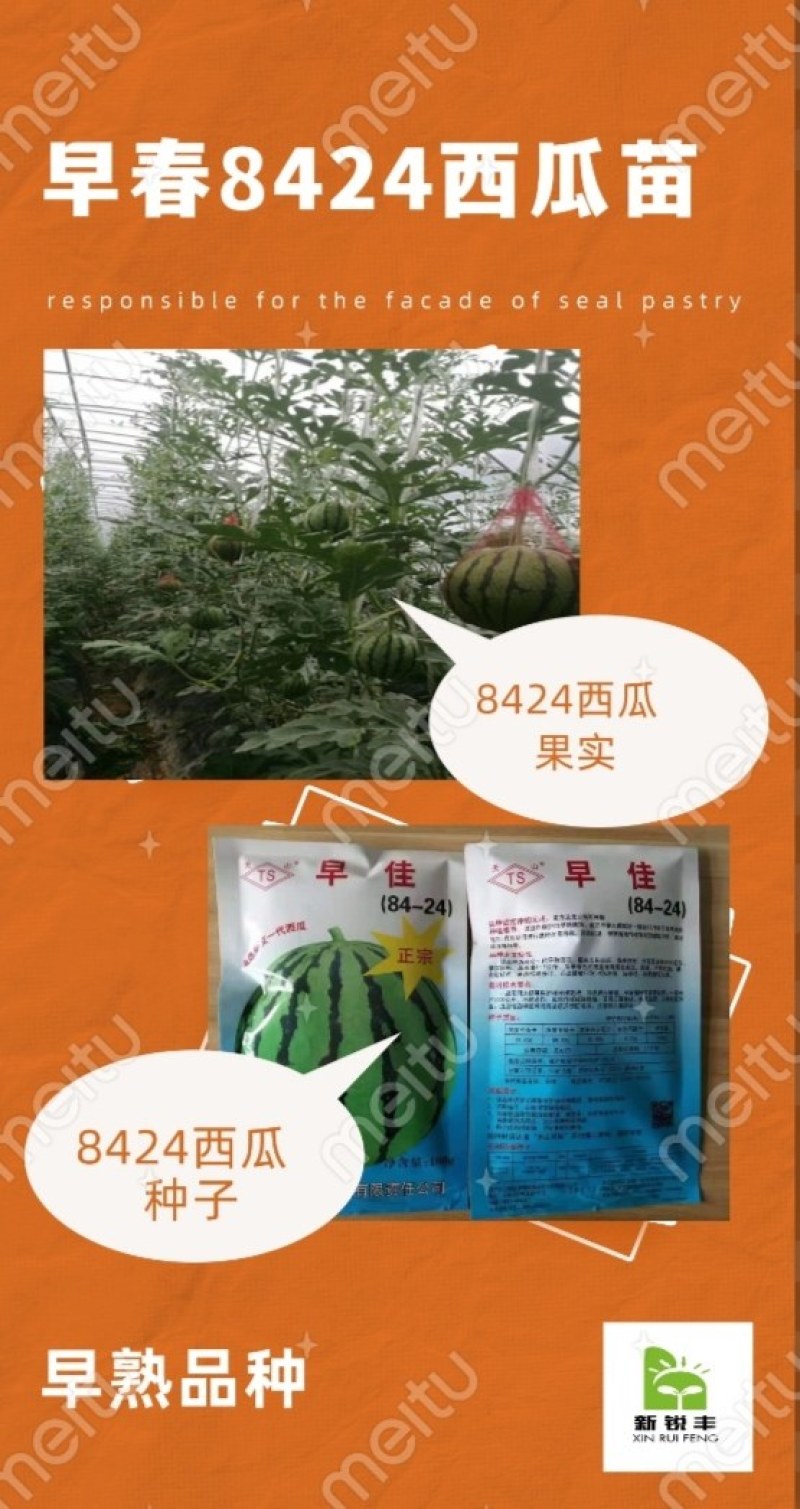 8424西瓜苗嫁接8424西瓜苗圆形花皮瓜早熟又高产