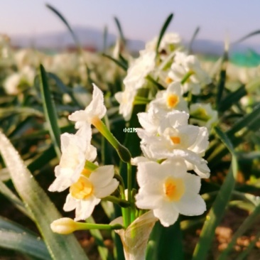 水仙花种球室内阳台打造花海全国发货量大优惠