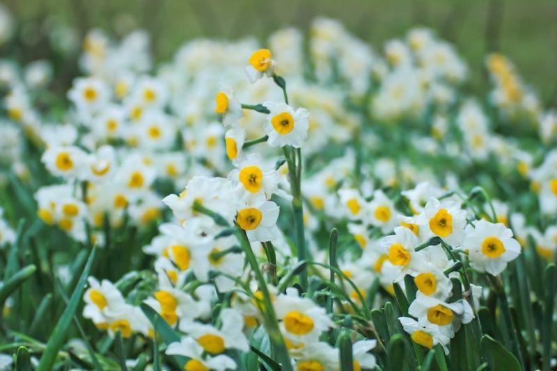 水仙花种球室内阳台打造花海全国发货量大优惠