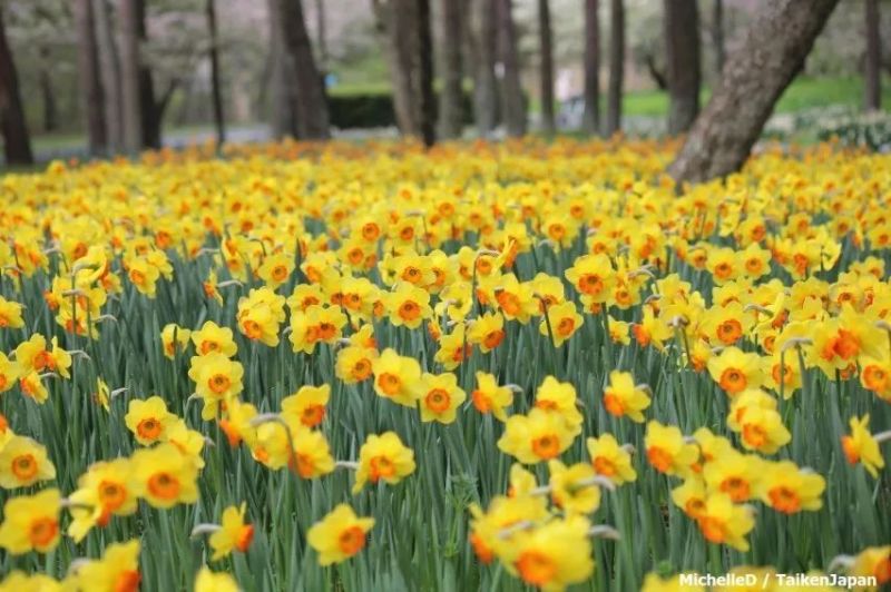 水仙花种球室内阳台打造花海全国发货量大优惠