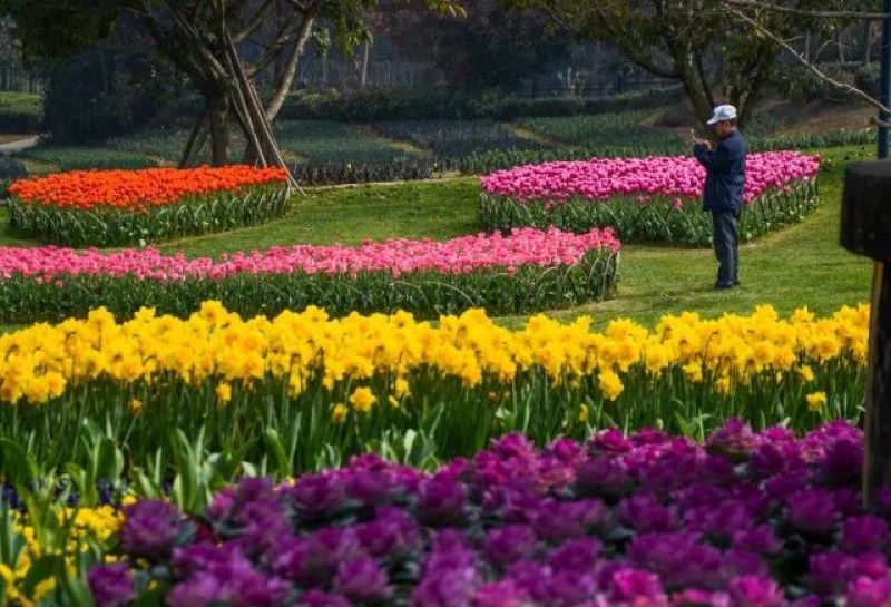 水仙花种球室内阳台打造花海全国发货量大优惠