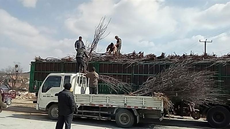 桃树苗批发桃树占地桃树山东青岛平度规格齐全