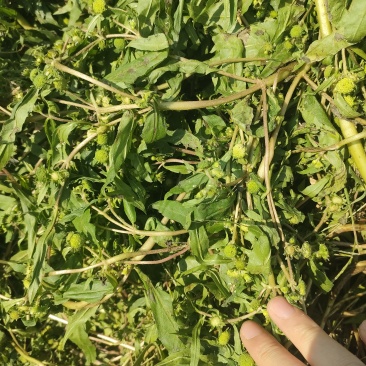 旱莲草鲜货1.7一公斤，货好干净泥土少