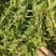 旱莲草鲜货1.7一公斤，货好干净泥土少