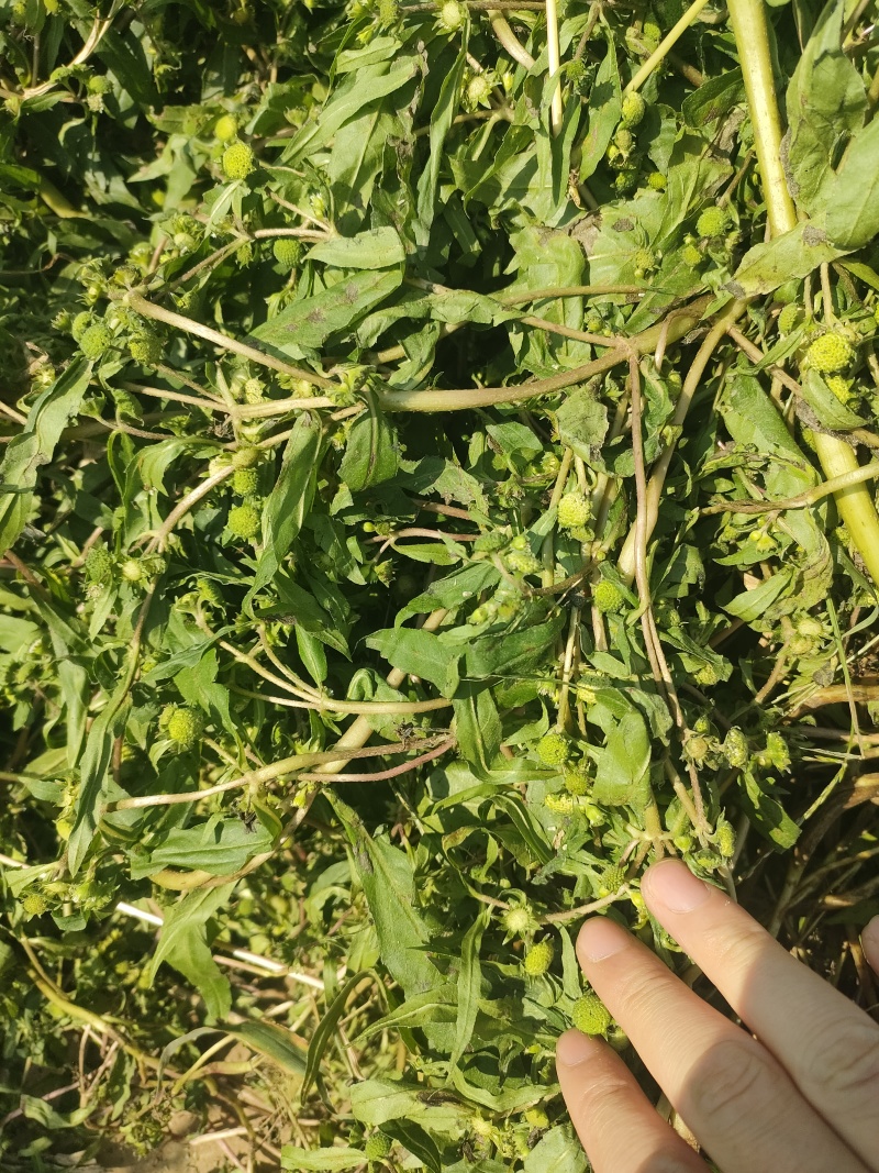 旱莲草鲜货1.7一公斤，货好干净泥土少