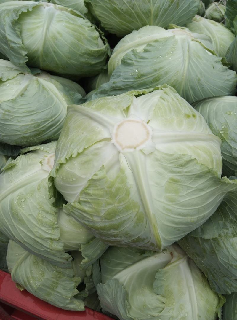 湖北甘蓝，精品甘蓝，京丰一号甘蓝，产地货源，量大从优。