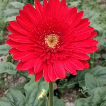非洲菊种苗，批发根系发达，叶水清秀量大从优
