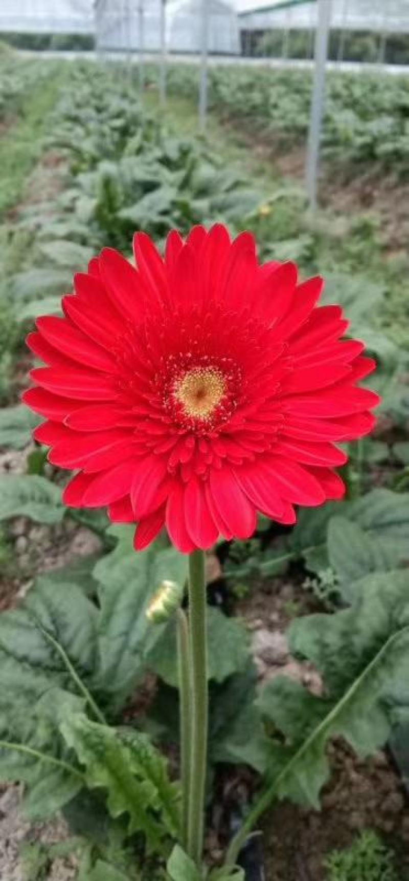 非洲菊种苗，批发根系发达，叶水清秀量大从优