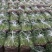【精】j江苏芹菜香芹品质保证全国对接欢迎联系