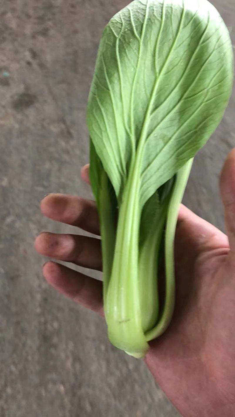 上海青，大颗，中颗，小颗，全部有现货，质量有保障，量大从
