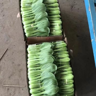 上海青，大颗，中颗，小颗，全部有现货，质量有保障，量大从