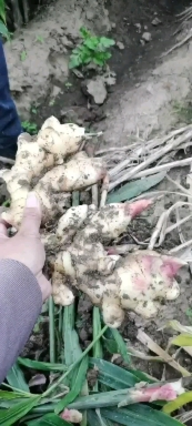 生姜大量现货价格美丽有需要的联系我欢迎新老客户前来选购