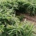 生姜大量现货价格美丽有需要的联系我欢迎新老客户前来选购