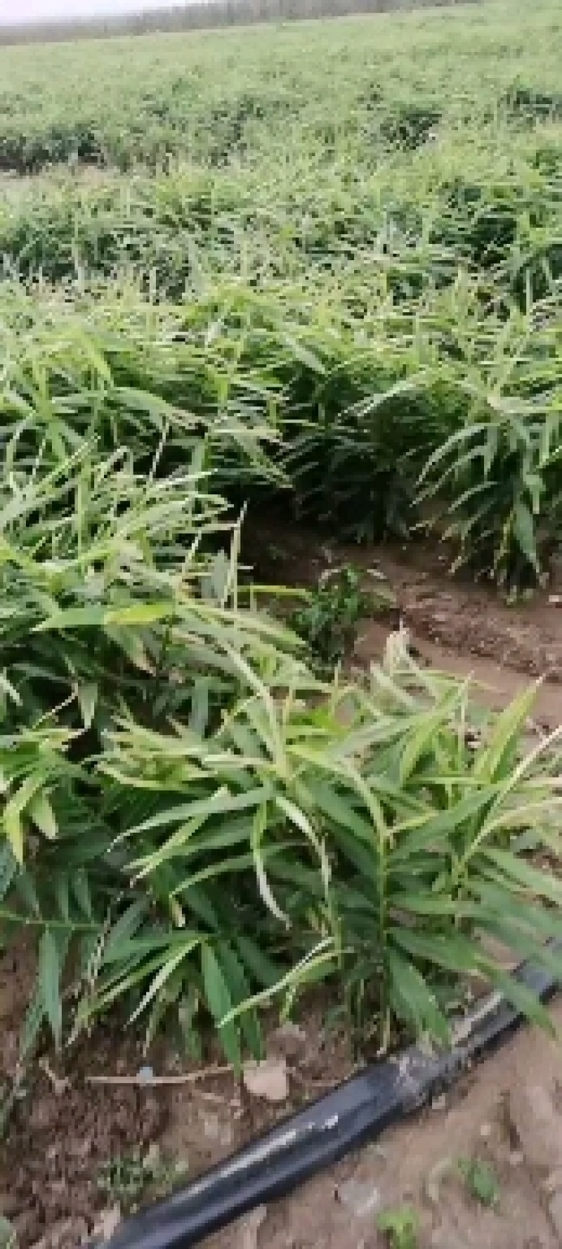 生姜大量现货价格美丽有需要的联系我欢迎新老客户前来选购