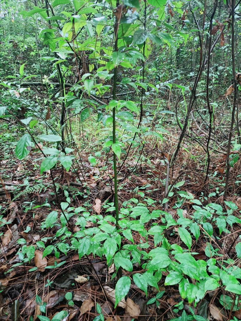 岗梅苗大量供应