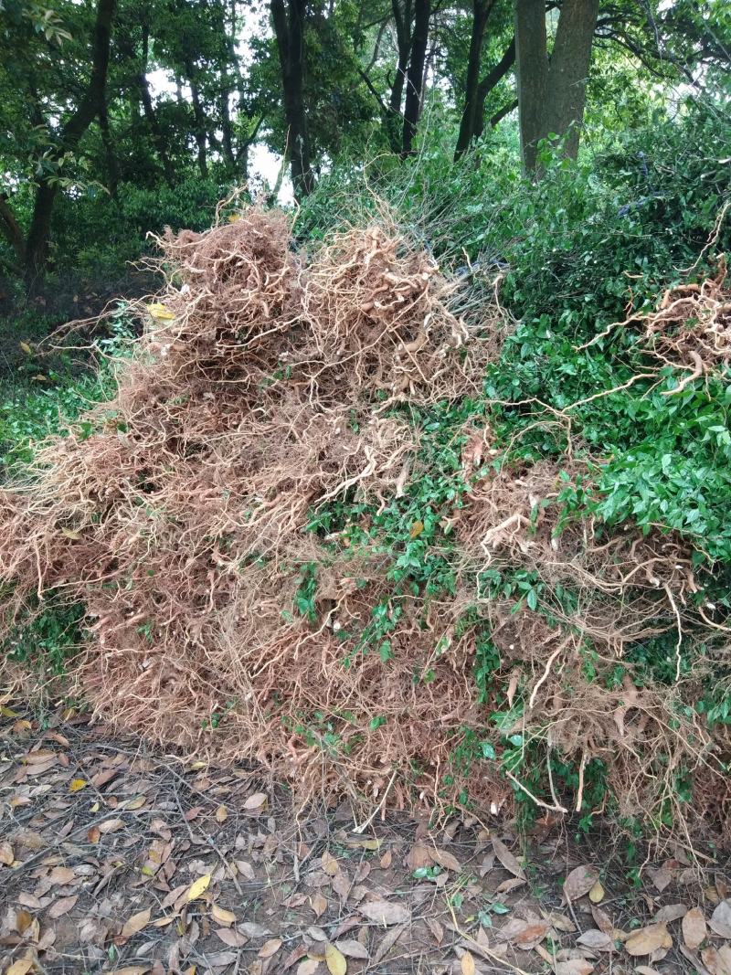 岗梅苗大量供应
