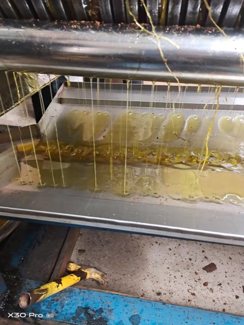 湖南油茶高产油茶苗规格全基地批发支持视频看货
