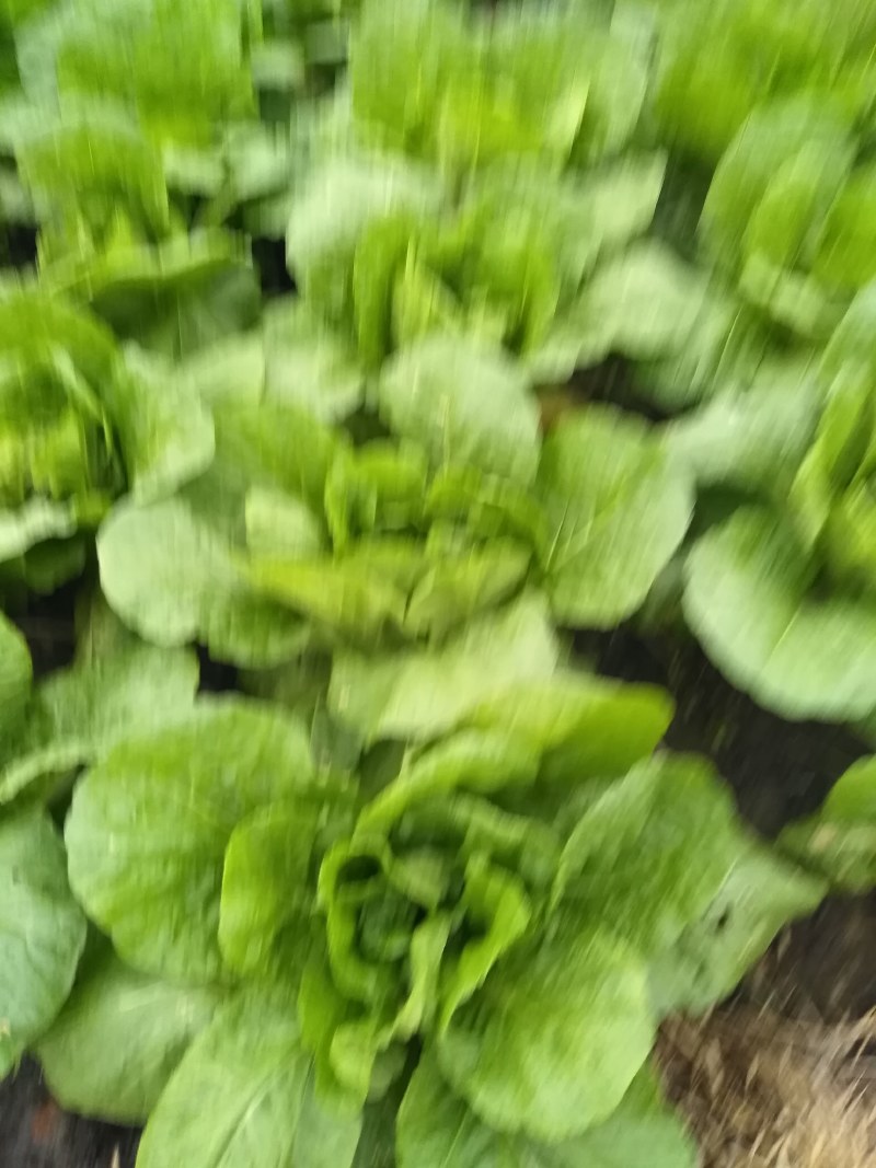 黄心白菜