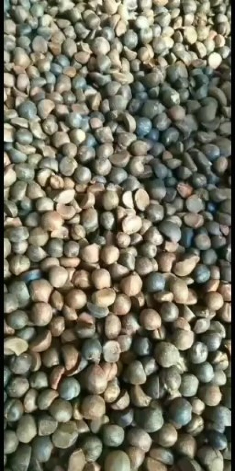 山茶籽