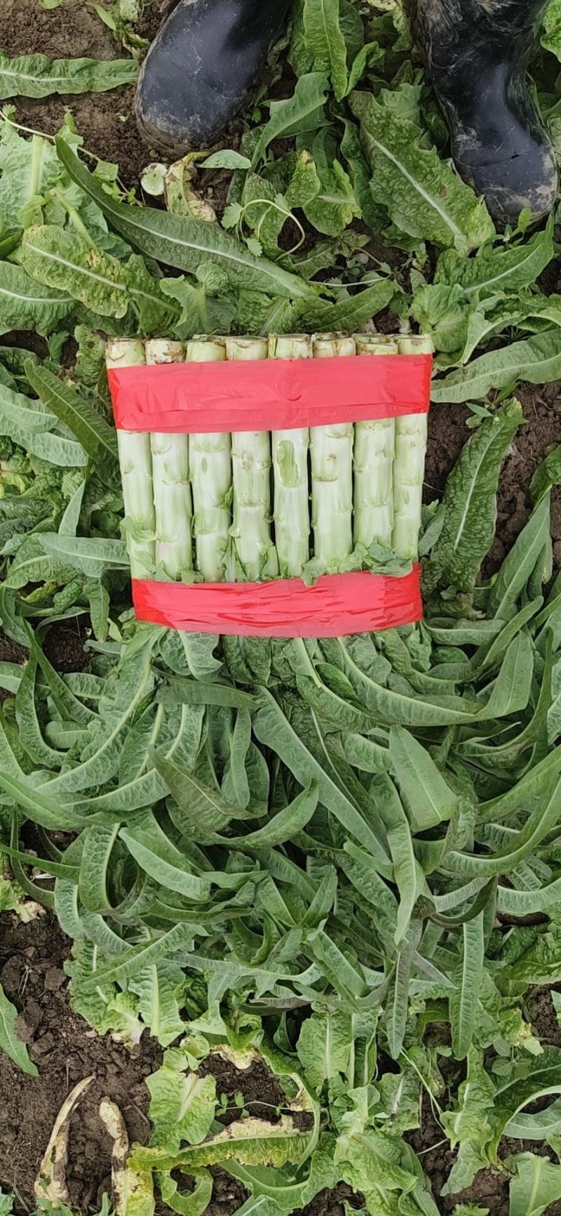 精品红叶莴苣，基地直供，保质保量代发全国
