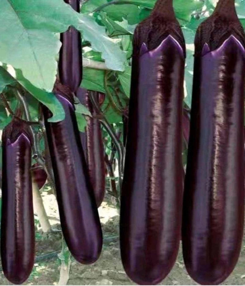 盛一奇红秀2号紫红烧烤茄种子短棒茄子耐热性好春秋栽培
