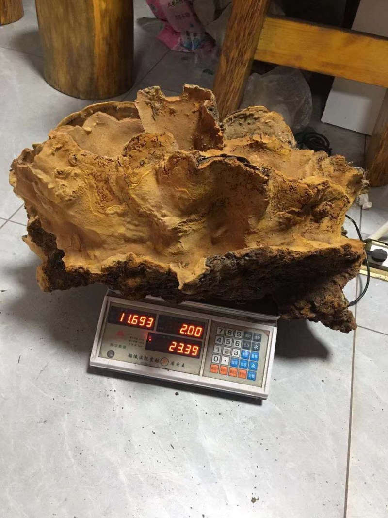 野生大桑黄，带金边