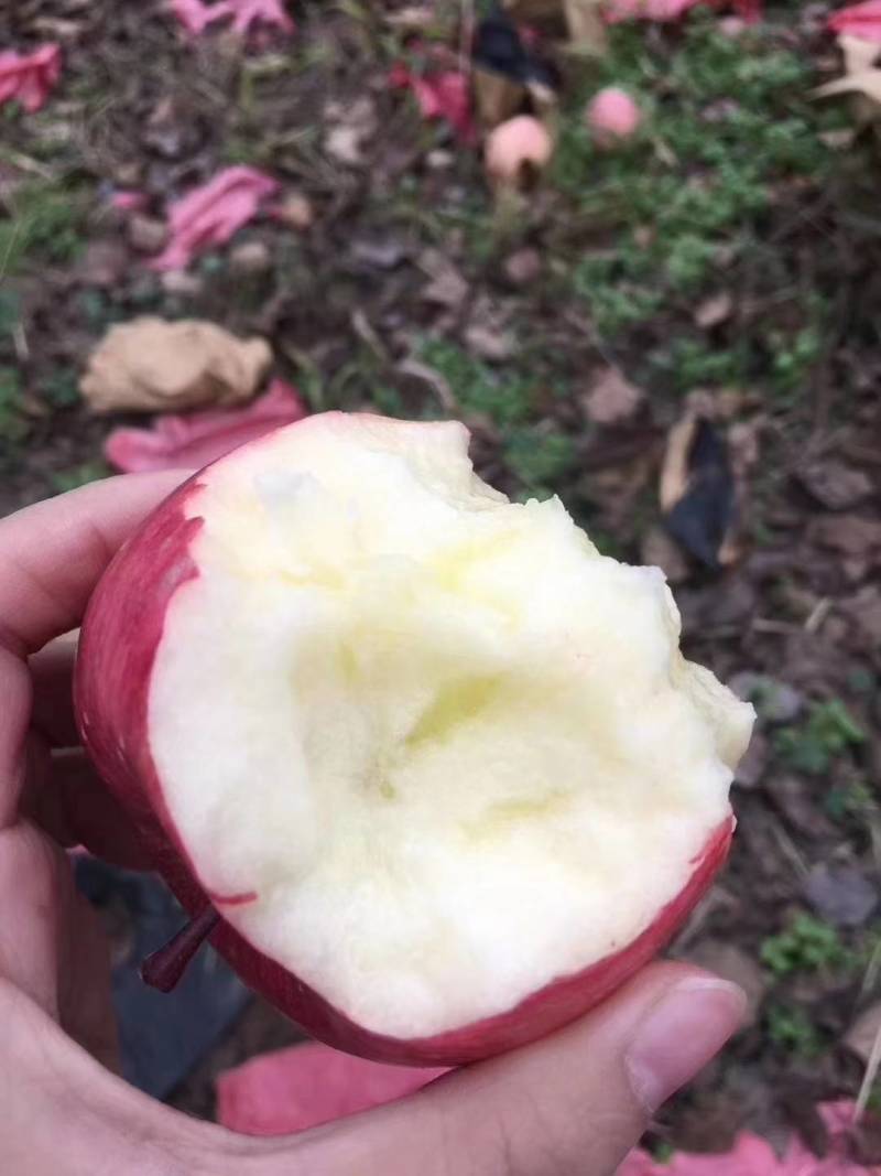 陕西洛川红富士苹果