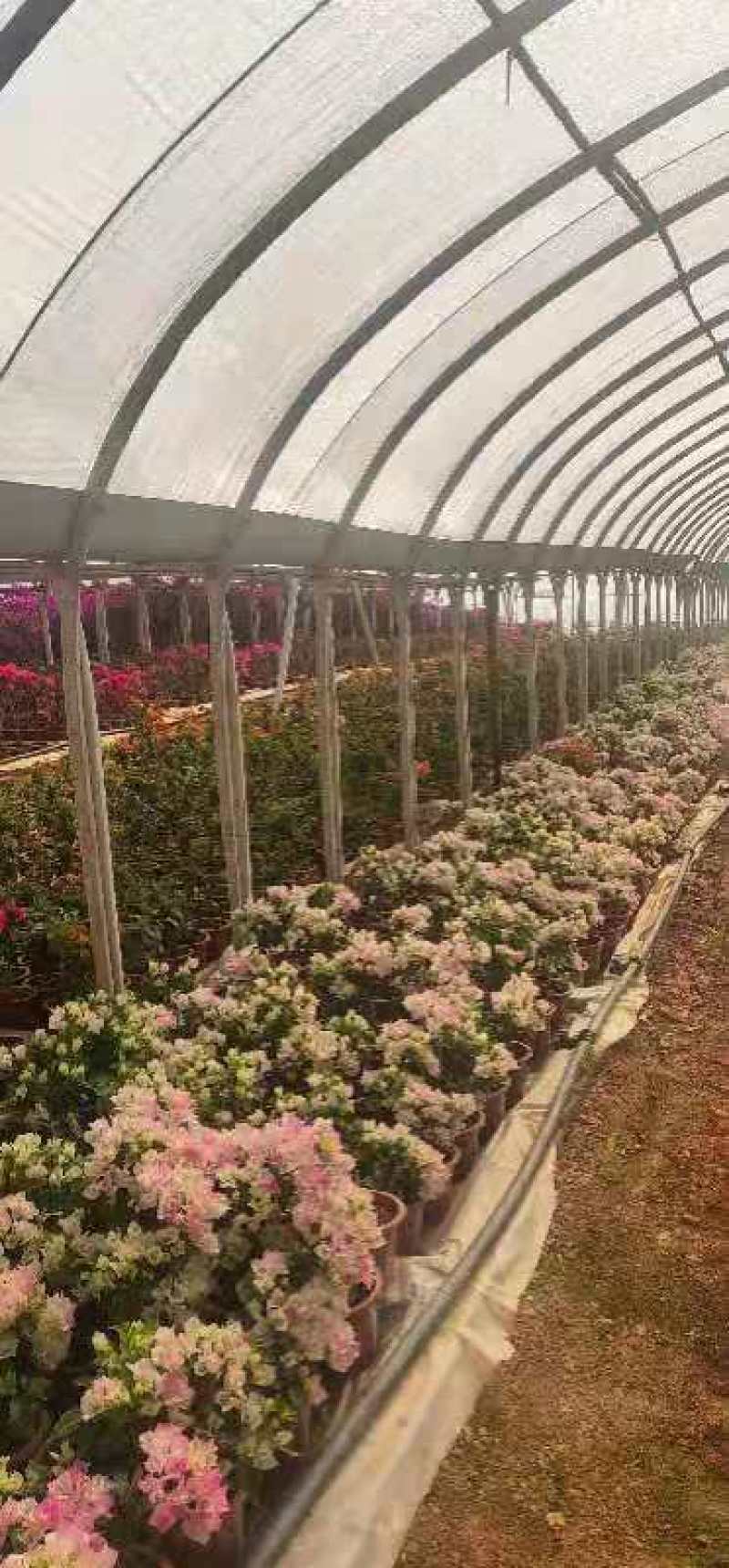 三角梅，80，60，40公分，造型树三角梅都有，