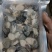现剥生蚝肉海蛎特肥生蚝牡蛎肉批发海鲜海产品
