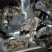 现剥生蚝肉海蛎特肥生蚝牡蛎肉批发海鲜海产品
