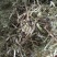 花生秸秆花生秧牛羊兔